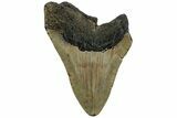 Fossil Megalodon Tooth - North Carolina #221831-2